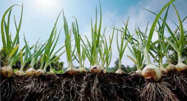 Když potřebujete vyhrabat cibuli ze záhonů na uskladnění?